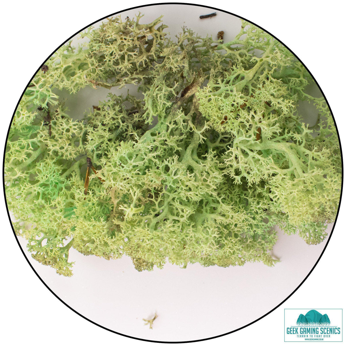 Lichen Reindeer Moss Mint Green