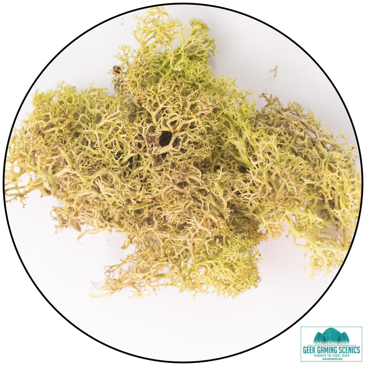 Lichen Reindeer Moss Old Green
