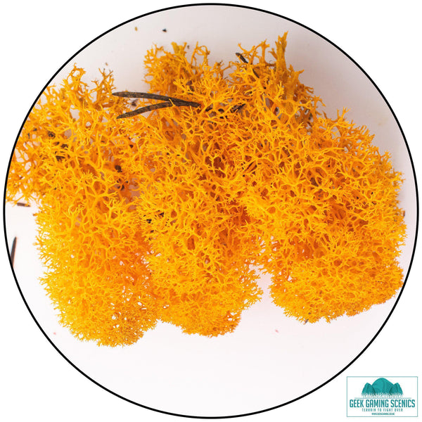Lichen Reindeer Moss Orange