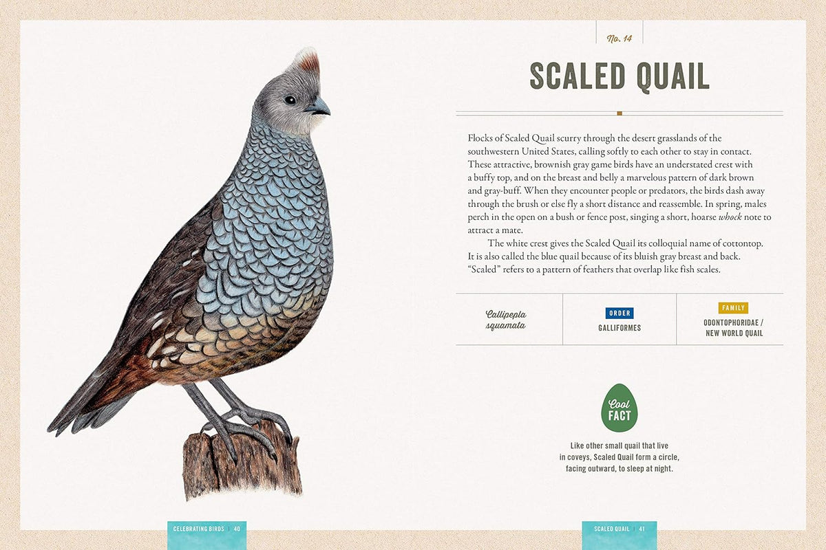 Celebrating Birds: An Interactive Field Guide Featuring Art from Wingspan