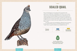 Celebrating Birds: An Interactive Field Guide Featuring Art from Wingspan