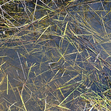 Load image into Gallery viewer, AK Interactive Still Water 250ml