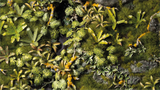 Gamers Grass Jungle Floor Basing Box