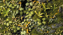 Load image into Gallery viewer, Gamers Grass Jungle Floor Basing Box