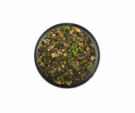Krautcover Kodama Woods Basecover 140ml