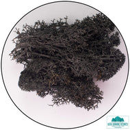 Lichen Reindeer Moss Black