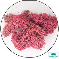 Lichen Reindeer Moss Burgundy
