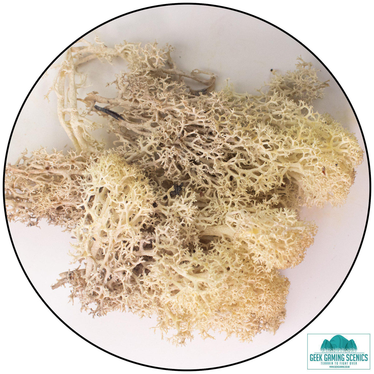 Lichen Reindeer Moss Misty White
