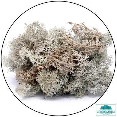 Lichen Reindeer Moss Natural