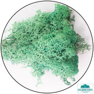 Lichen Reindeer Moss Pacific Green