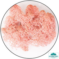 Lichen Reindeer Moss Rose