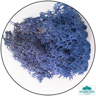 Lichen Reindeer Moss Royal Blue