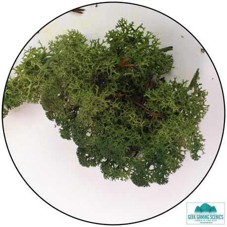 Lichen Reindeer Moss Green
