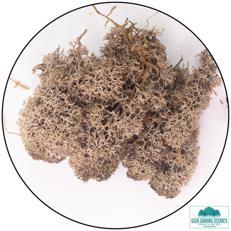 Lichen Reindeer Moss Brown