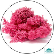 Lichen Reindeer Moss Fuschia