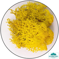 Lichen Reindeer Moss Yellow