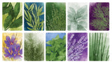 Herbaceous