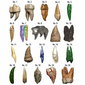 Dungeons & Dragons Teeth of Dahlver-Nah Bite-sized Artifact